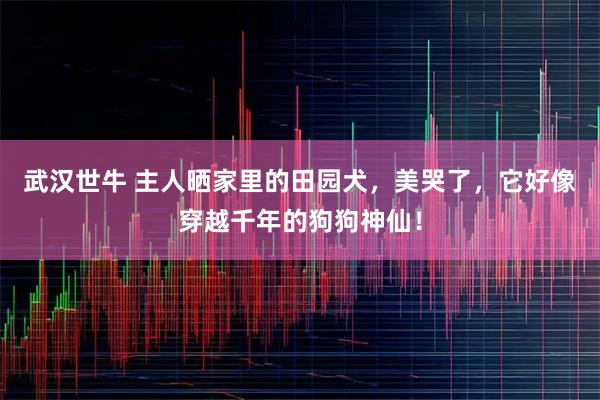 武汉世牛 主人晒家里的田园犬,美哭了,它好像穿越千年的狗狗神仙!